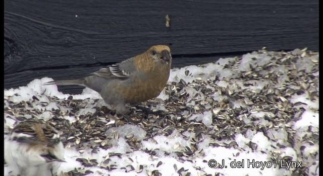 Pine Grosbeak (Eurasian) - ML201386331