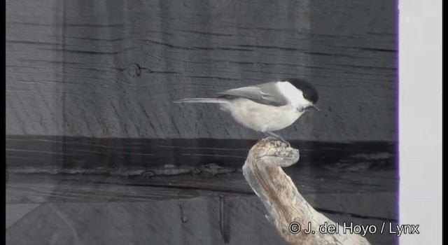 Willow Tit (Willow) - ML201386391