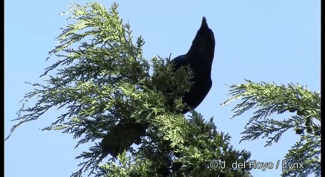 Ворона великодзьоба (підвид culminatus) - ML201386441