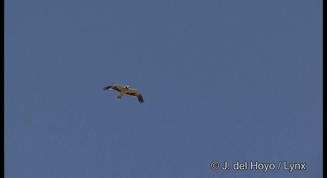 Booted Eagle - ML201386501