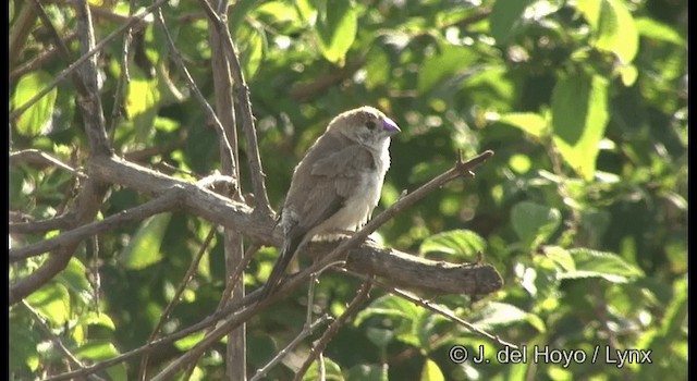 Indian Silverbill - ML201386541