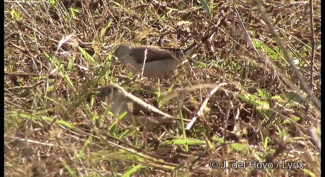 Indian Silverbill - ML201386551