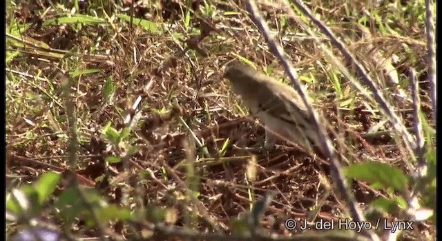 Indian Silverbill - ML201386561