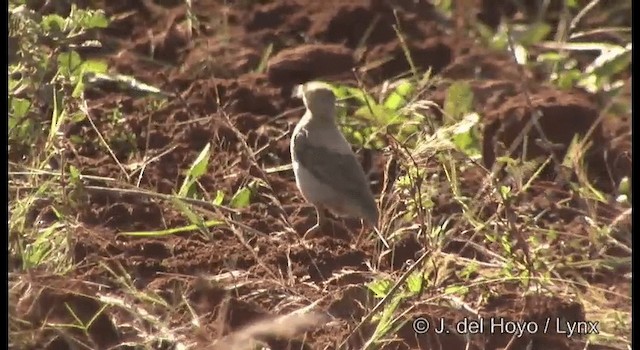 Rosy Starling - ML201386621