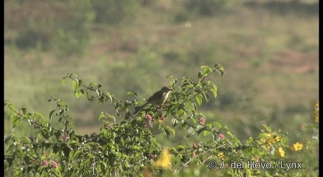 Common Babbler - ML201386641