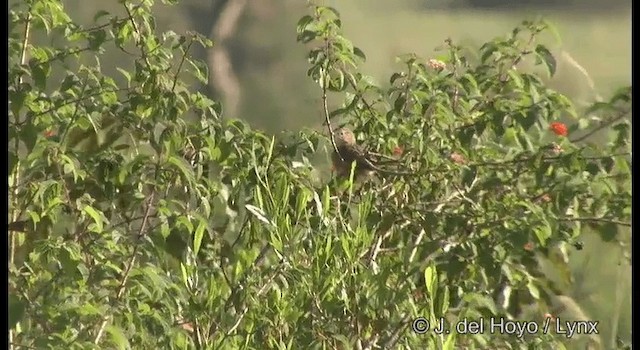 Common Babbler - ML201386651