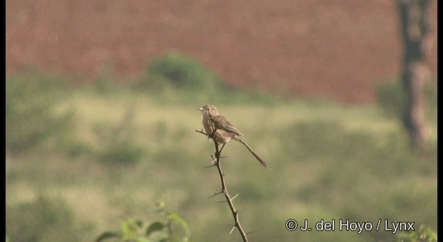 Common Babbler - ML201386661