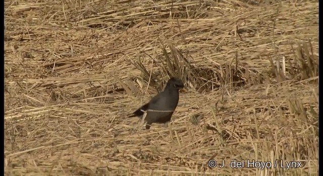 Jungle Myna - ML201386731