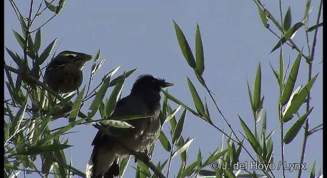 Jungle Myna - ML201386741