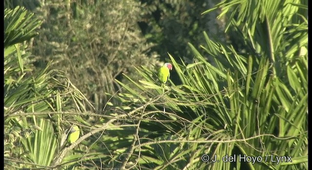 Plum-headed Parakeet - ML201386811