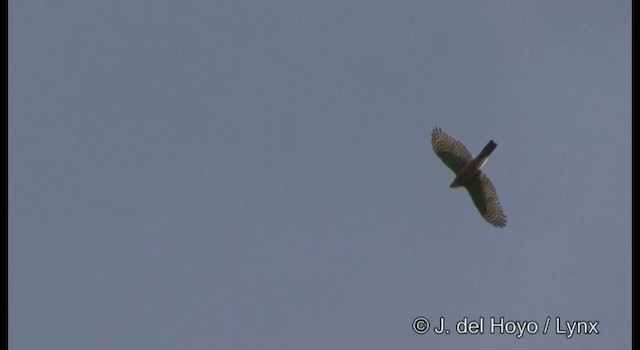 Eurasian Sparrowhawk - ML201386821