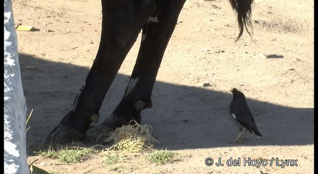 Jungle Myna - ML201386831