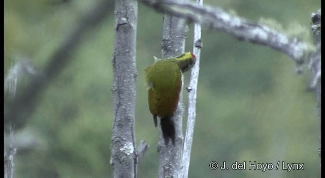 Lesser Yellownape - ML201386921