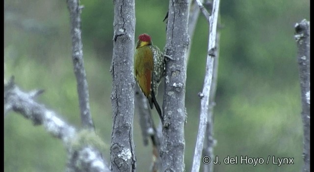 Lesser Yellownape - ML201386931