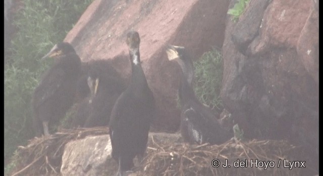 Japankormoran - ML201386981