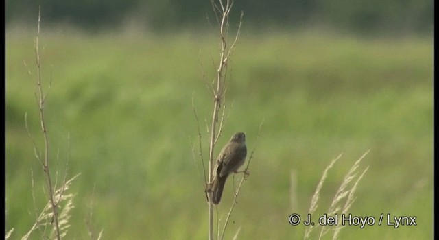 Middendorff's Grasshopper Warbler - ML201387001