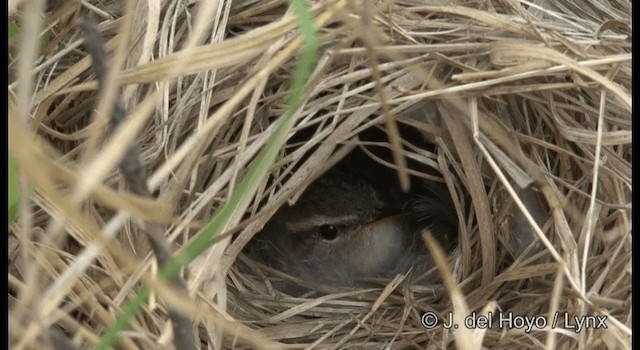 Mosquitero Sombrío - ML201387011