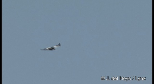 Riesenseeadler - ML201387101