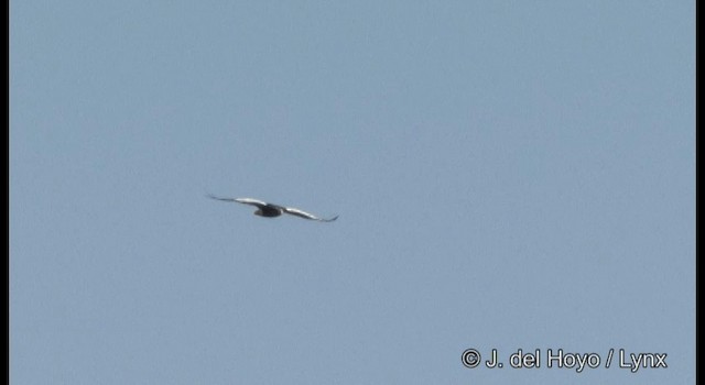 Steller's Sea-Eagle - ML201387111