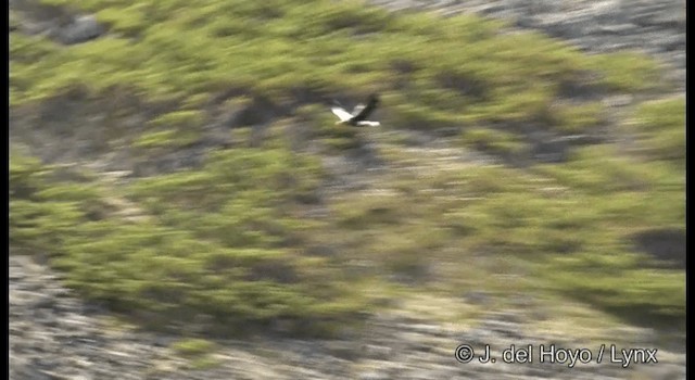 Steller's Sea-Eagle - ML201387131