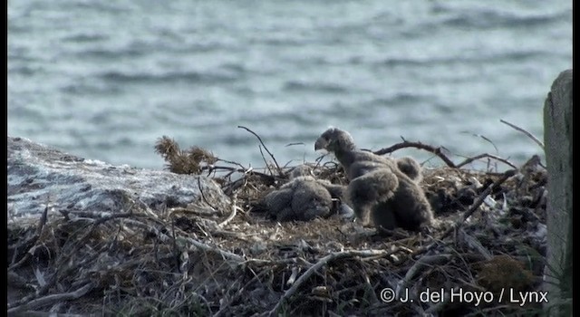 Steller's Sea-Eagle - ML201387151