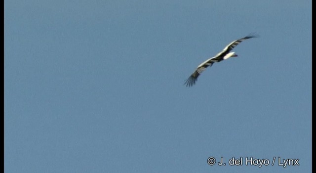 Schwarzschnabelstorch - ML201387191