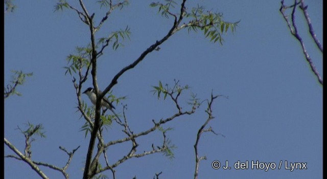 灰山椒鳥 - ML201387201