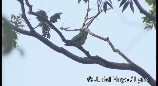 Orange-fronted Parakeet - ML201387221