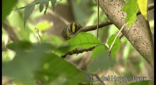 Reinita Coronidorada (grupo culicivorus) - ML201387231