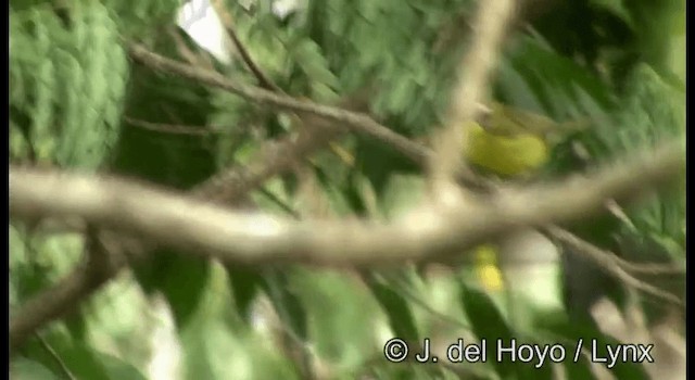 Chestnut-capped Warbler - ML201387241