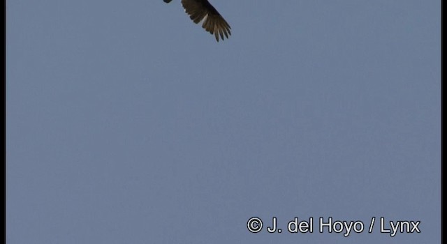 kondor krocanovitý (ssp. aura/septentrionalis) - ML201387271