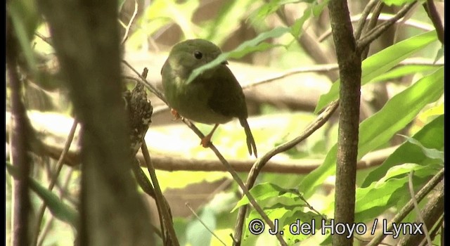 Long-tailed Manakin - ML201387291