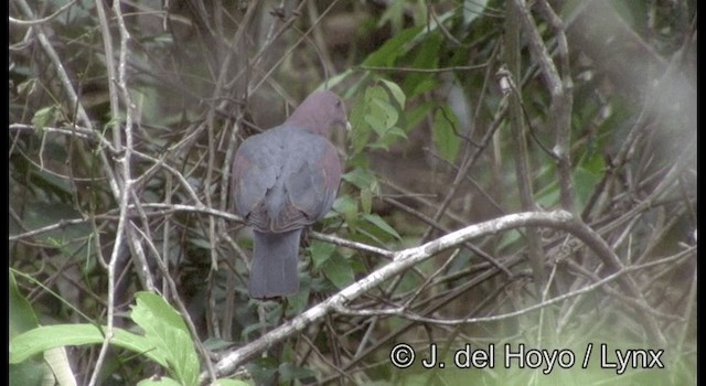 Red-billed Pigeon - ML201387301