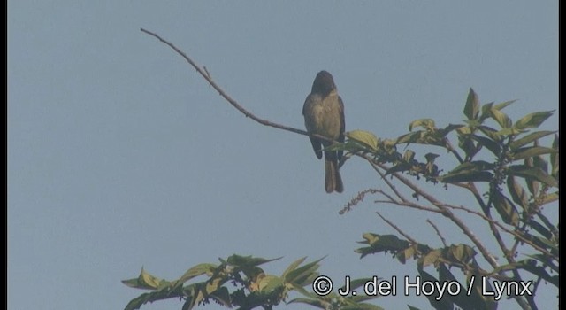 Northern Tropical Pewee - ML201387311