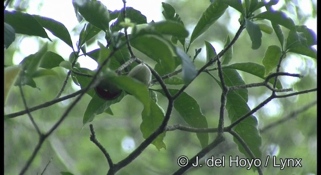 Red-legged Honeycreeper - ML201387321