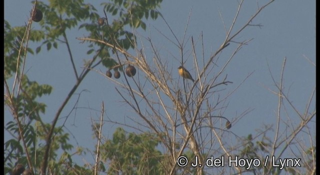 Scrub Euphonia - ML201387351