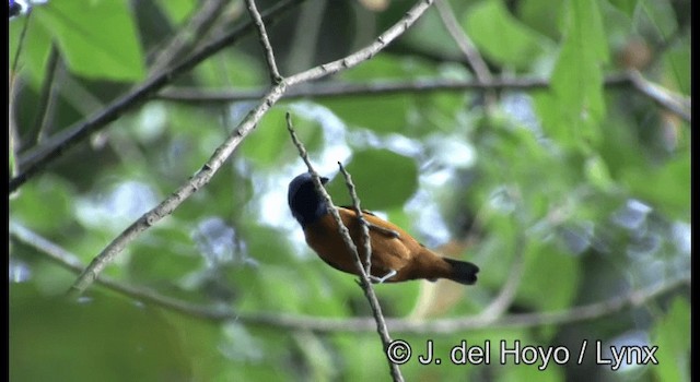 Elegant Euphonia - ML201387361