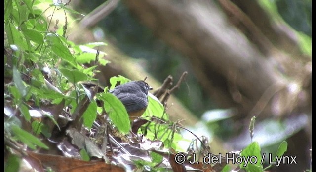 Fan-tailed Warbler - ML201387371