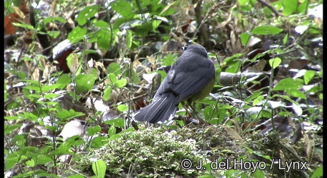 Fan-tailed Warbler - ML201387381