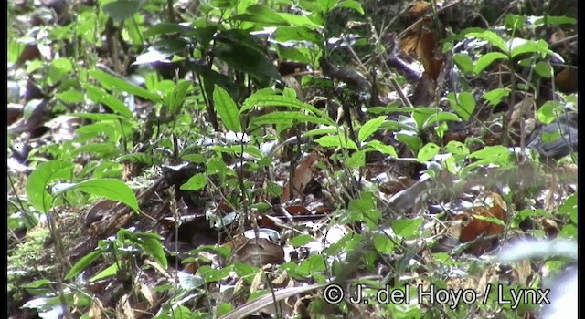 Fan-tailed Warbler - ML201387391