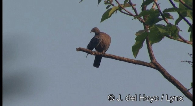 holub středoamerický - ML201387411