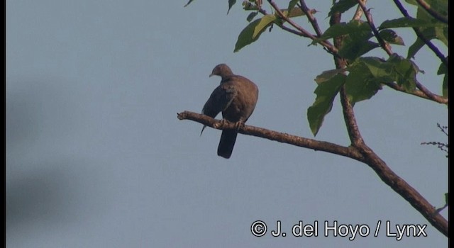 Red-billed Pigeon - ML201387411