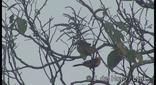 Oriole à gros bec - ML201387421