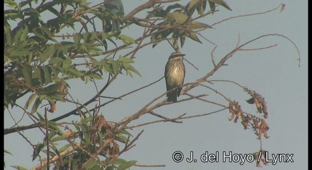 Piratic Flycatcher - ML201387431