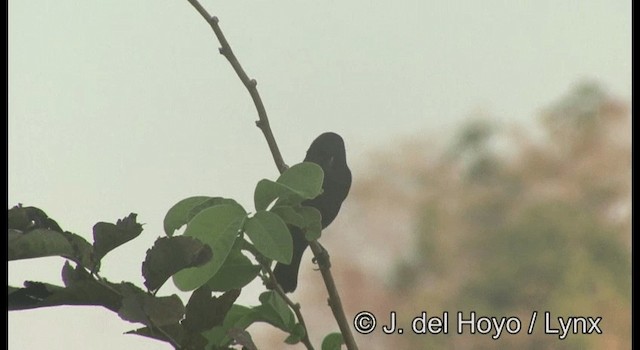 Bronzed Cowbird (Bronzed) - ML201387451