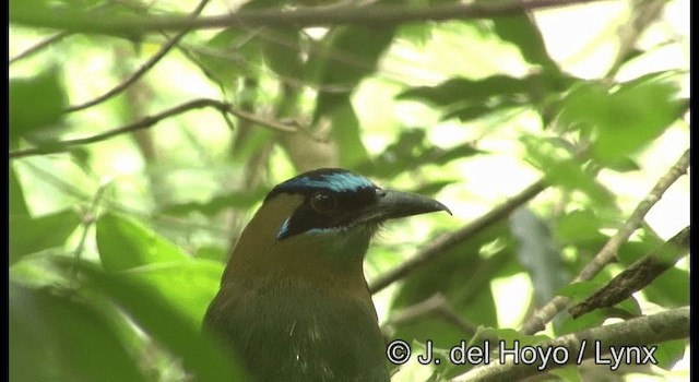 Lesson's Motmot - ML201387461