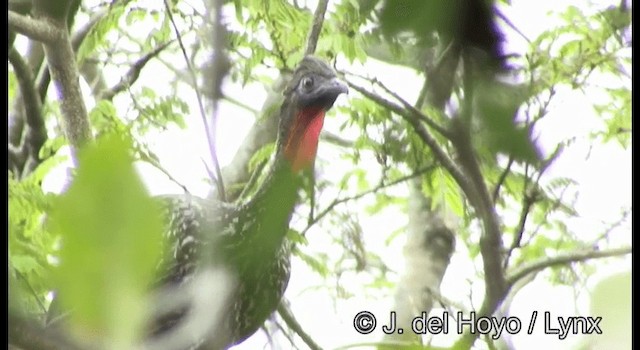 Crested Guan - ML201387471