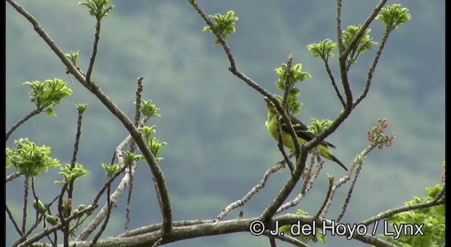 Piranga Carirroja - ML201387481