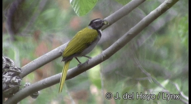 Pepitero Cabecinegro - ML201387491