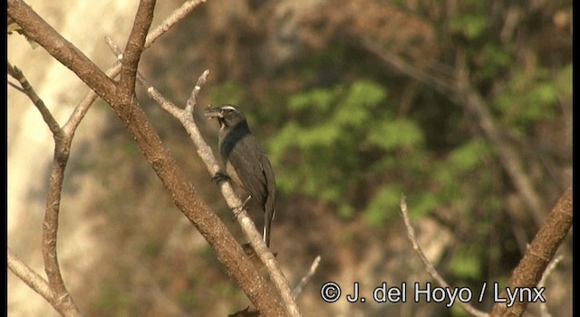 Cinnamon-bellied Saltator - ML201387501
